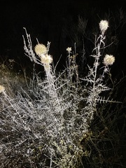 Echinops philistaeus