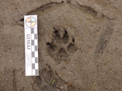 Lycalopex gymnocercus