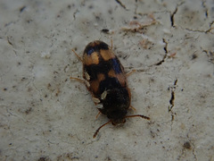 Litargus connexus