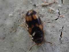 Litargus connexus