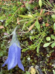 Campanula uniflora