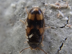 Litargus connexus