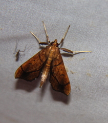 Anarmodia