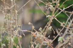 Cardinalis cardinalis mariae
