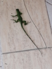 Iguana iguana