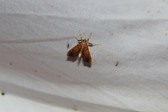 Anarmodia
