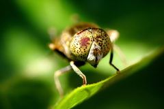 Eristalinus aeneus
