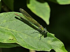 Calopteryx splendens