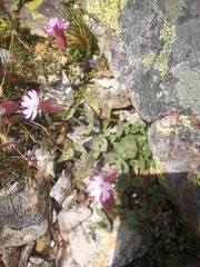 Silene foetida