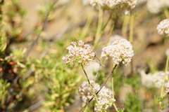 Gasteruption jaculator