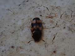 Litargus connexus