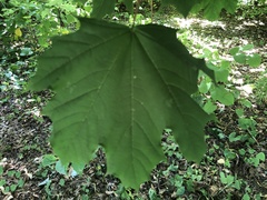 Acer platanoides