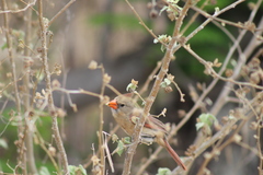 Cardinalis cardinalis mariae