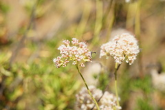 Gasteruption jaculator