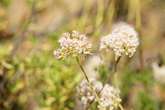 Gasteruption jaculator