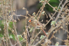 Cardinalis cardinalis mariae
