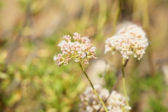 Gasteruption jaculator