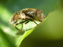 Eristalinus aeneus