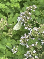 Pieris rapae