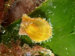 Flexopecten hyalinus