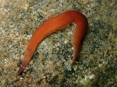 Nipponnemertes pulcher