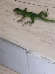 Iguana iguana