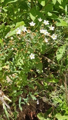 Eustoma exaltatum exaltatum