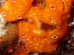 Polysyncraton lacazei