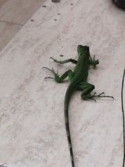 Iguana iguana