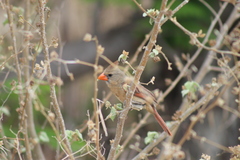 Cardinalis cardinalis mariae