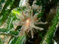 Paranemonia cinerea