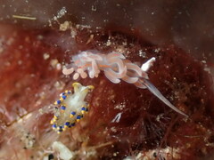 Facelina rubrovittata