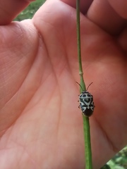 Eurydema ornata
