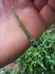 Eurydema ornata