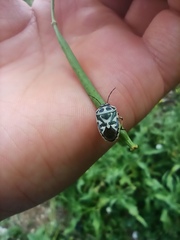 Eurydema ornata