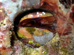 Lithophaga lithophaga