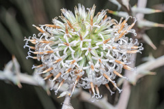 Echinops philistaeus