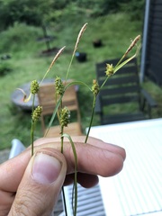 Carex lepidocarpa