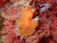 Yungia aurantiaca