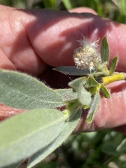 Salix orestera