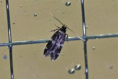 Oegoconia deauratella