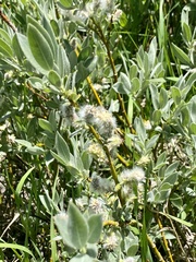 Salix orestera