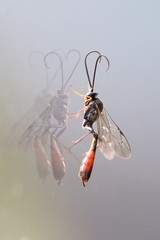 Dusona