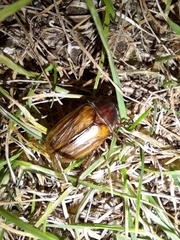 Amphimallon solstitiale