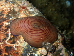Actinia cari