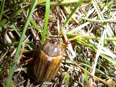 Amphimallon solstitiale