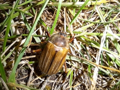 Amphimallon solstitiale