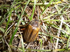 Amphimallon solstitiale