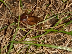 Amphimallon solstitiale