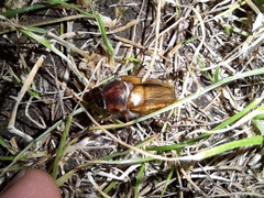 Amphimallon solstitiale